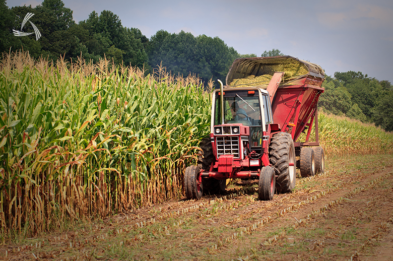 Producción de granos: De los campos al consumidor final